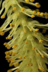 Salix ×fragilis f. vitellina. Male catkin.
 Image: D. Glenny © Landcare Research 2020 CC BY 4.0